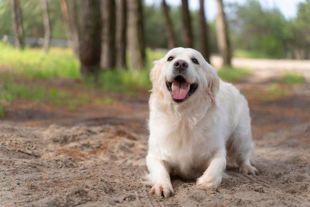 dog cooling mat